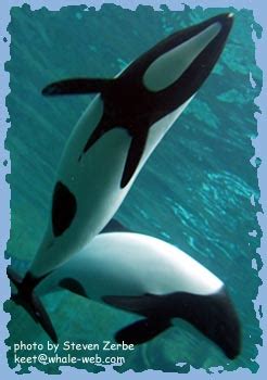 Commerson Dolphin