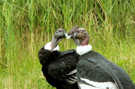 What is the National Bird of Colombia? - 10,000 Birds