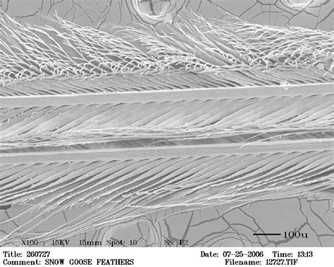 Feathers | Electron Microscopy Center | NDSU