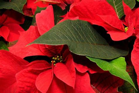 Poinsettia Wallpaper ·① WallpaperTag