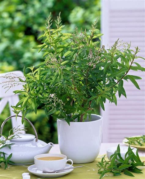 Lemon Verbena Bush