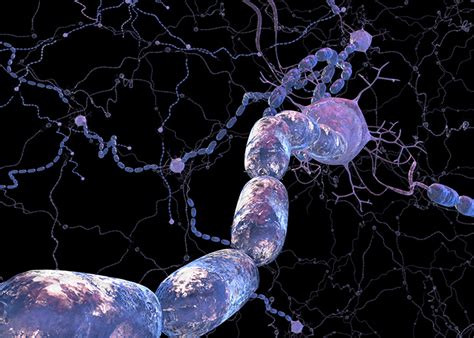 NON-INVASIVE METHOD PROMOTES SURVIVAL OF MYELIN-PRODUCING CELLS ...