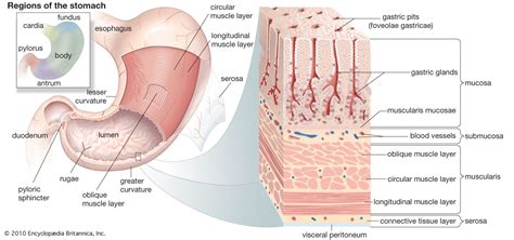 stomach | Definition, Function, Structure, Diagram, & Facts | Britannica