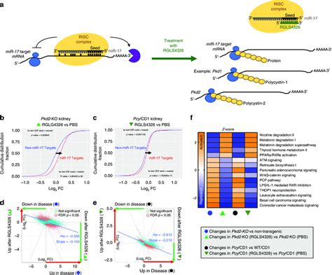 Rgls Improves Expression Of Dysregulated Gene Networks In Pkd