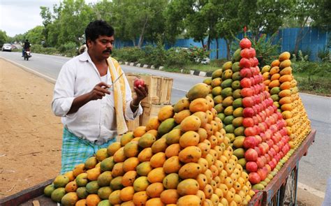 taste  summer indias love  mangoes silverkris