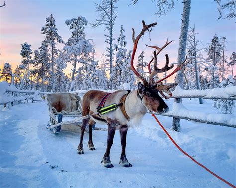 Explore the Magic of Finnish Lapland | Ultimate Travel Guide