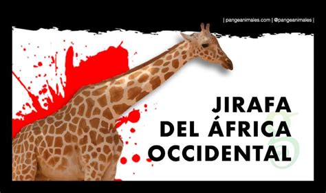 Jirafa del África Occidental: Características, Qué Come y Hábitat