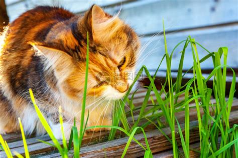 傲慢的短毛家养美丽虎斑猫吃着新鲜的绿草燕麦自然毛球治疗宠物护理健高清图片下载 正版图片505901817 摄图网