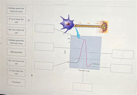 Solved Voltage-gated Na+ ﻿channels openK+ions leave the | Chegg.com 