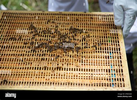 Beekeeper Removing A Queen Excluder From A Hive Stock Photo Alamy