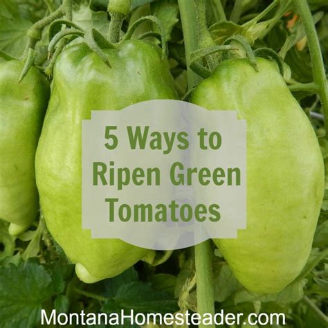 How To Ripen Green Tomatoes 5 Different Ways