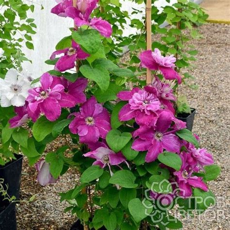 Клематис Май Дарлинг - купить саженцы Clematis My Darling почтой, недорого