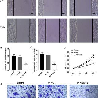 Vegf B Knockdown Inhibits Cslc Cell Proliferation Migration And