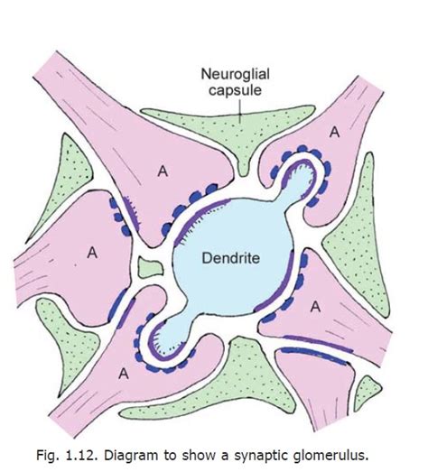 The Synapse Human Neuroanatomy