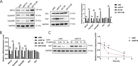 Kif Knockdown Results In Cervical Cancer Cell Cycle Arrest Hela