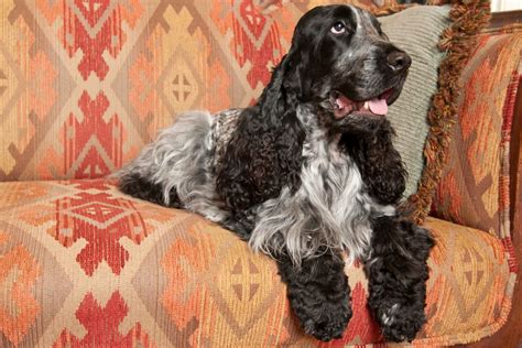 What Do You Need To Know About Blue Roan Cocker Spaniels Before Getting