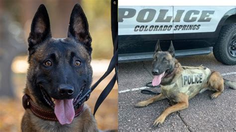 Colorado Springs Police K9 Riggs Receives Donation Of Body Armor Krdo