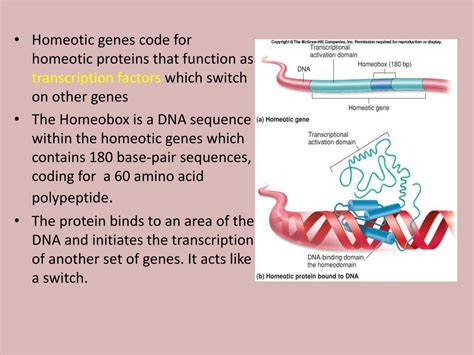 Ppt Homeobox Genes Powerpoint Presentation Free Download Id 2129427