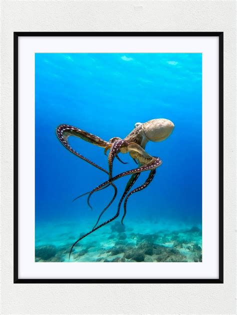 Underwater Octopus Photography Print - Etsy