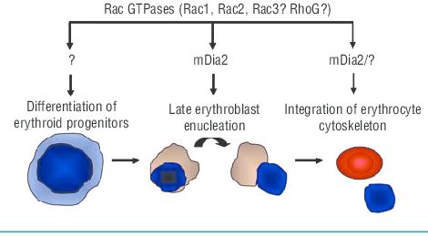 Rac GTPases play essential roles in erythrocytes. | Download Scientific ... 