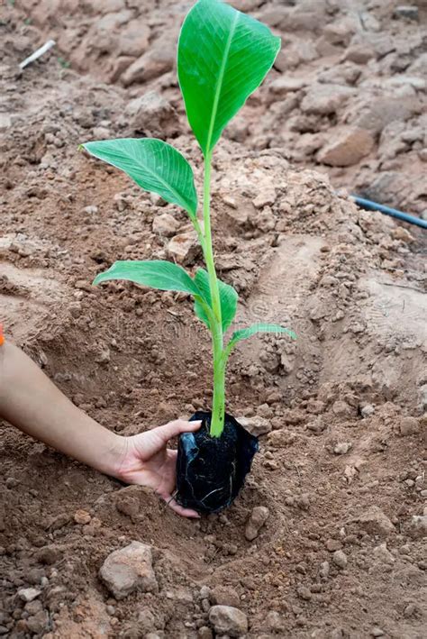 Como Fazer Muda De Banana Mundo Ecologia