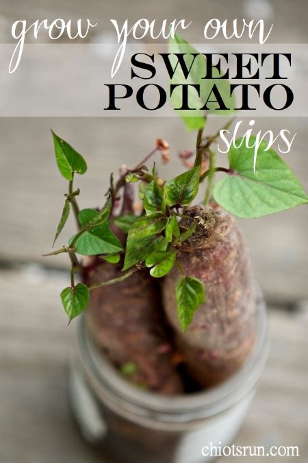 Grow Your Own Sweet Potato Slips Chiots Run