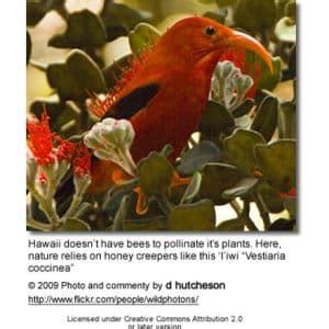 Hawaiian Honeycreepers