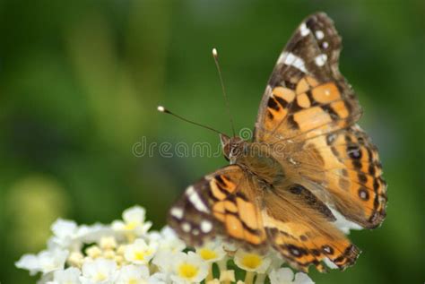 Painted Lady Butterfly Eggs Stock Photos - Free & Royalty-Free Stock ...