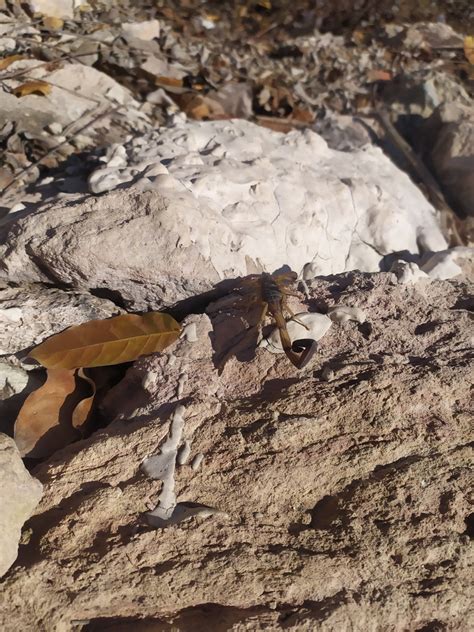 Alacrán de la corteza de cuerpo negro desde Cerro del Vigía Mazatlán