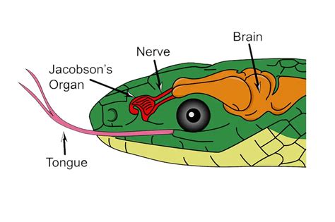 What is Jacobson's Organ in Snakes - ReptileHow.com