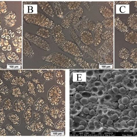 DIC Differential Interference Contrast Light Micrograph Of Isolated