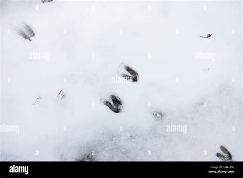 Deer tracks in snow hi-res stock photography and images - Alamy