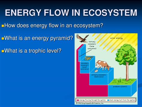 PPT - ENERGY FLOW IN ECOSYSTEM PowerPoint Presentation, free download ...