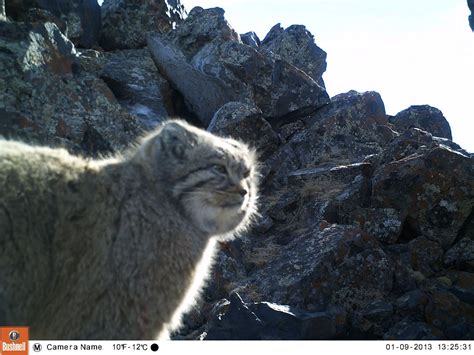 Close Up Footage Of The Elusive Snow Leopard Caught By Camera Traps Set