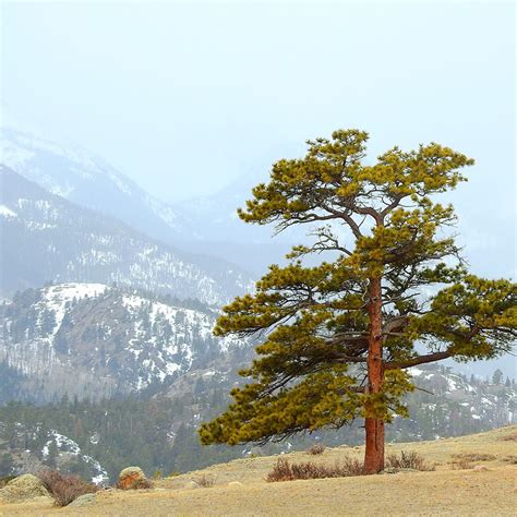 Southern Rocky Mountain Ponderosa Pine Savanna Colorado Native Plant