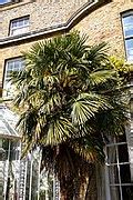 Category Arecaceae In The United Kingdom Wikimedia Commons