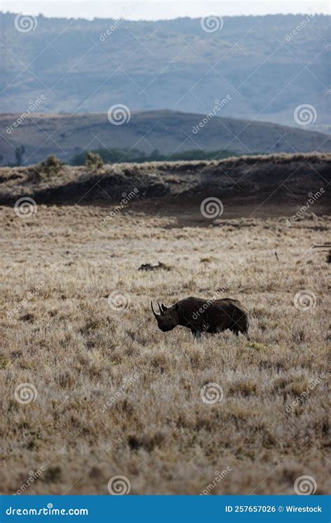 Foto Vertical De Un Rinoceronte Negro Bicornis Caminando Por Lewa