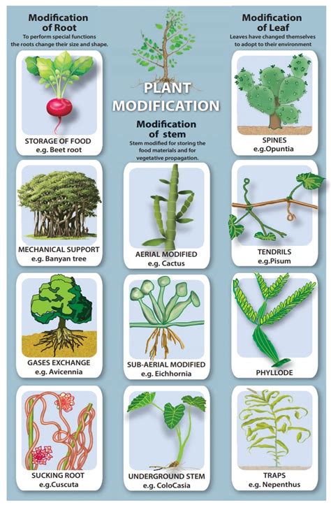 Modifications Of Leaf Reproduction And Modification In Plants Term