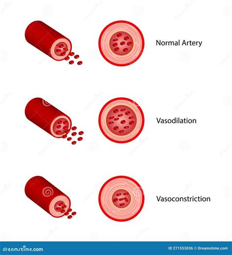 Vasoconstri O Arterial E Vasodilata O Se O Transversal Das Art Rias