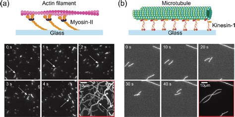 In Vitro Motility Assays And Difference In Speed And Persistence