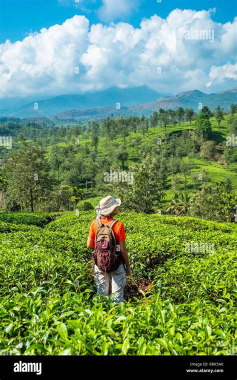 India State Of Kerala Wayanad District Hike In The Tea Plantations