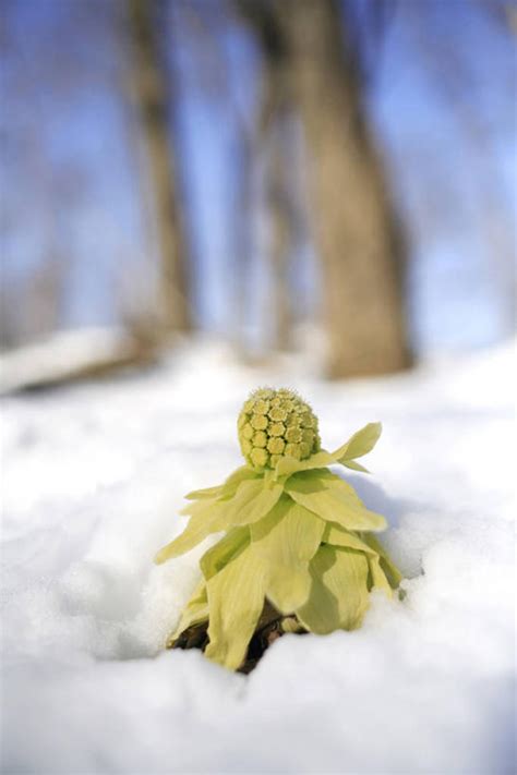 无人竖图室外特写白天正面美景雪植物大雪叶子阴影朦胧模糊光线纹理影子积雪景观雪景冬季冬天绿叶树桩