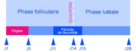 Traitement naturel insuffisance lutéale par les plantes tisane