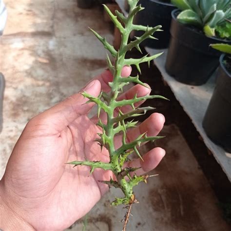 Euphorbia Stenoclada Kaktus Sukulen Tanaman Hias Lazada Indonesia