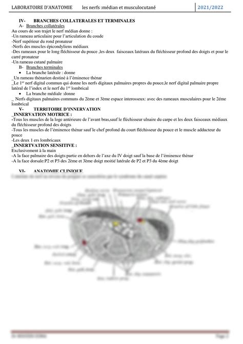 Solution Anatomie Les Nerfs Median Et Musculocutan Studypool