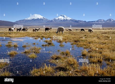 Snow-covered volcanoes Pomerape and Parinacota, llamas (Lama glama ...