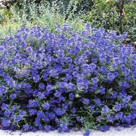 Sapphire Surf Bluebeard Buy At Nature Hills Nursery Shade Shrubs