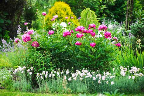 How To Grow And Care For Peonies