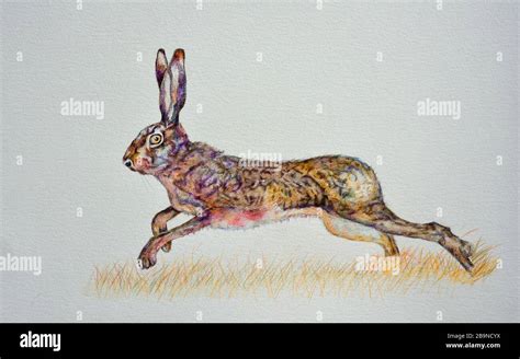 Watercolour painting of running hare white background Stock Photo - Alamy