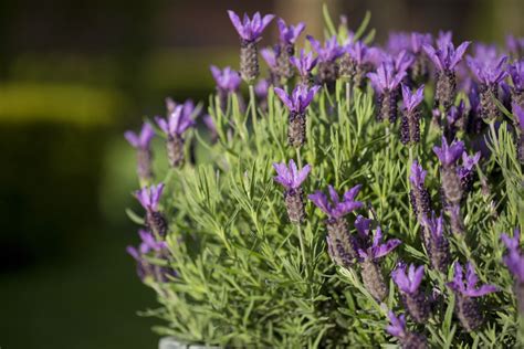 30 Different Types Of Lavender And Other Varieties Plantsnap